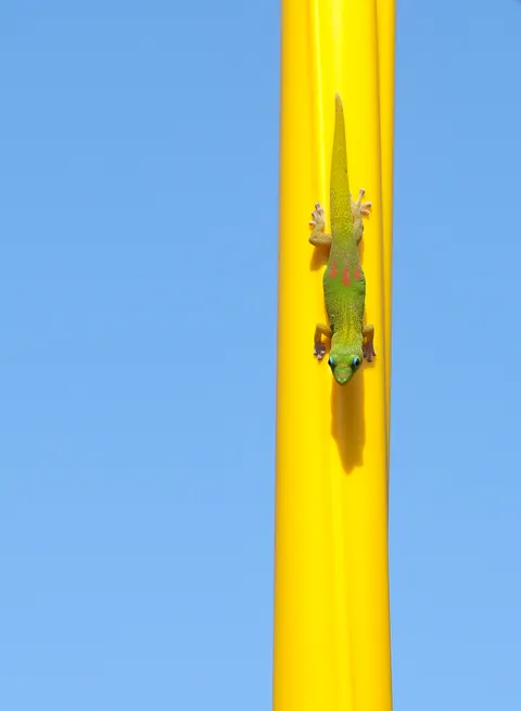 TODO