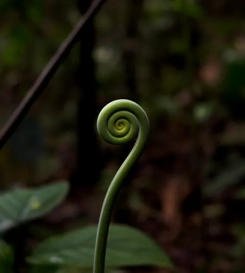 Unfurling fern frond